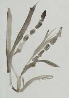 http://www.actionaqua.com/files/gimgs/th-105_glashaus 21invert_v2.jpg